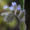 Myosotis   stricta 