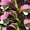 Acanthus syriacus