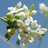 Galium cassium