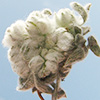 Cymbolaena griffithii