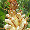 Orobanche palaestina