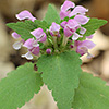 Lamium maculatum