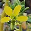 Cleome   chrysantha