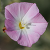 Convolvulus pilosellifolius