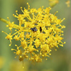 Ferula  hermonis