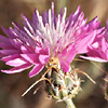 Centaurea crocodylium