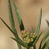 Bupleurum semicompositum