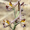 Delphinium  ambiguum