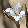 Bufonia  ramonensis