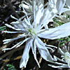 Clematis flammula