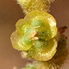 Salsola incanescens