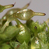 Funariella  curviseta