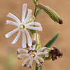 Silene arabica