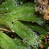 Riccia  crozalsii