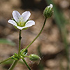 Holosteum glutinosum