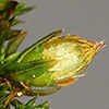 Orthotrichum  pumilum