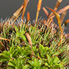 Syntrichia laevipila