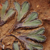 Riccia  atromarginata