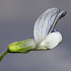 Vicia  articulata