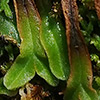 Riccia  macrocarpa