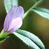 Vicia  cuspidata