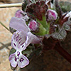 Lamium amplexicaule var. eherenbergii