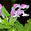 Lamium   truncatum