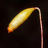 Rosulabryum  donianum