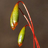 Rosulabryum  capillare