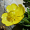 Ranunculus demissus