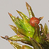 Orthotrichum  cupulatum