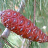 Pinus halepensis