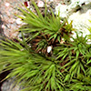 Bartramia  stricta