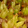 Acaulon fontiquerianum