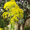 Ferula  orientalis