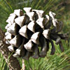 Pinus pinea