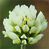 Trifolium  echinatum