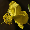 Helianthemum sancti-antonii