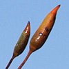 Homalothecium  sericeum