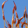 Pseudocrossidium  hornschuchianum