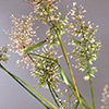 Eragrostis amabilis