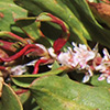 Polygonum  cognatum