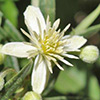 Clematis  vitalba 