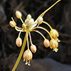 Allium  hermoneum