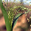 Panicum  capillare