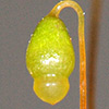 Bryum  caespiticium