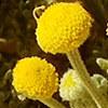 Cotula  anthemoides