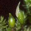 Rhynchostegiella  curviseta