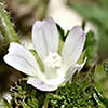 Malva oxyloba