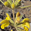 Phlomis  syriaca